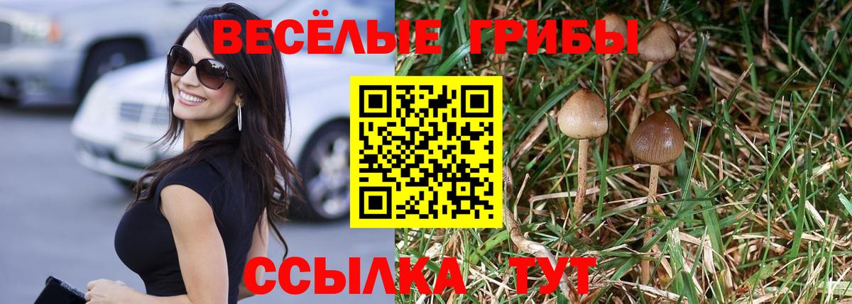 Галлюциногенные грибы Cubensis Зима